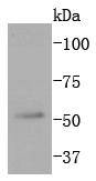 JNK3 Antibody
