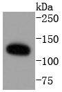 ERK5 Antibody