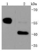 Caspase-8 Antibody