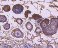 Cytokeratin 9 Antibody