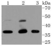 Cdk9 Antibody