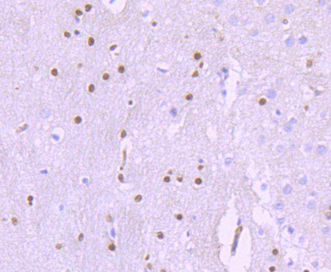 SOX10 Antibody