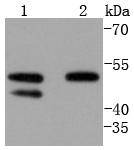 Cyclin A1+ Cyclin A2 Antibody