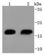 Hsp20 Antibody