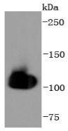 HSPA4 Antibody