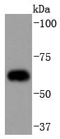 CDC23 Antibody