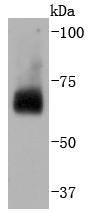 CDC40 Antibody