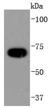 APC6 Antibody