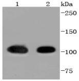Hsp105 Antibody
