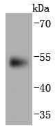 PAX6 Antibody
