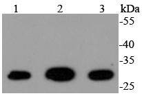 14-3-3 gamma Antibody