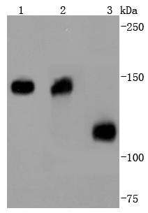 Collagen VI Antibody