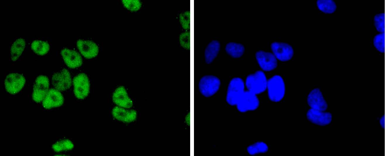 JunD Antibody