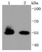 HSPA14 Antibody