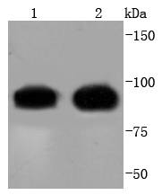 Cdc27 Antibody