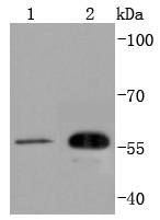 CDC42EP1 Antibody