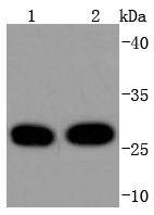 14-3-3 Theta Antibody