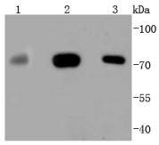 MEKK3 Antibody