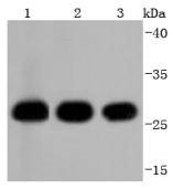 14-3-3 alpha+beta Antibody
