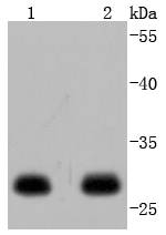 14-3-3 epsilon Antibody