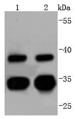Cdc34 Antibody