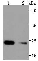 Hsp22 Antibody