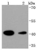 HDAC8 Antibody