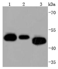 Cdc37 Antibody