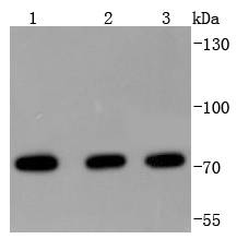 HSPA2 Antibody