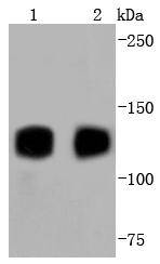 TrkA+B+C Antibody