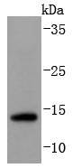 Sumo 2+3 Antibody