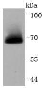 A-RAF Antibody