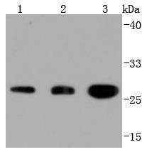 14-3-3 Antibody