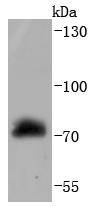 Raf1 Antibody