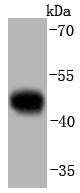 pro Caspase 9 Antibody