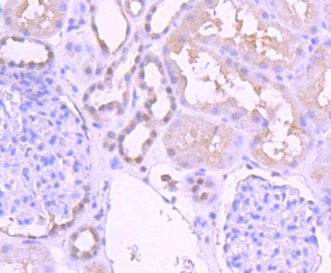 Pax2 Antibody