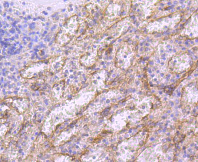 CD36 Antibody