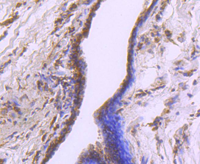 Cdk7 Antibody