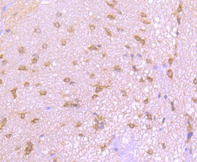 EIF2C3/ Argonaute 3 Antibody