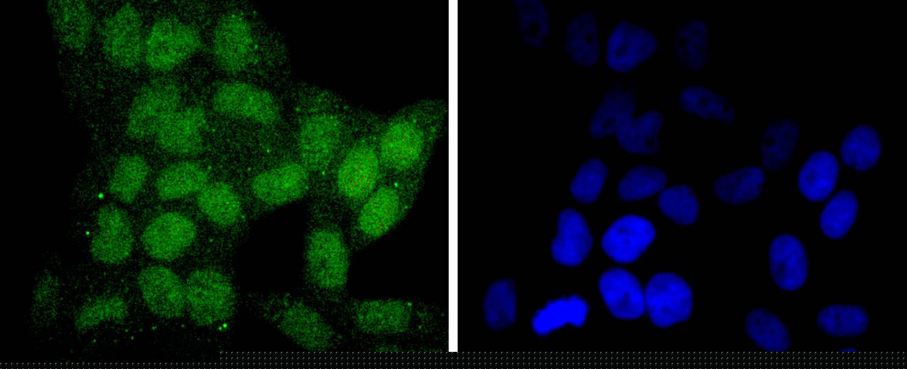 SIRT6 Antibody