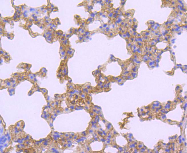 ATF7 Antibody
