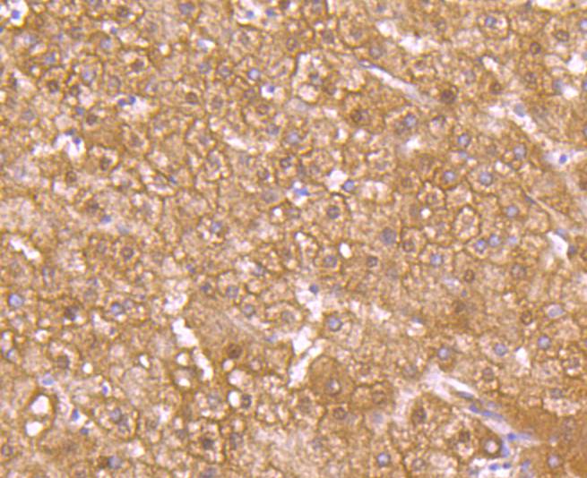 GLUT2 Antibody