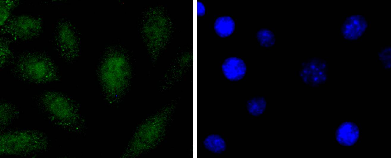 SOX1 Antibody