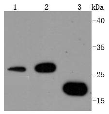 14-3-3 Antibody