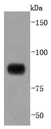 STAT4 Antibody