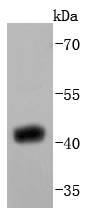 SIRT2 Antibody