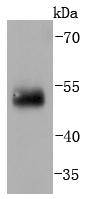 IRF2 Antibody