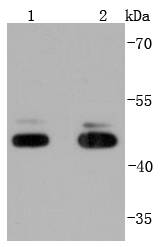 JNK1+JNK3 Antibody