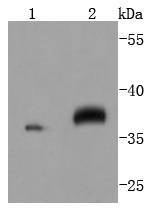 MEK3+MEK6 Antibody