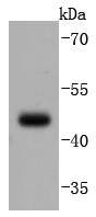 PAX5 Antibody